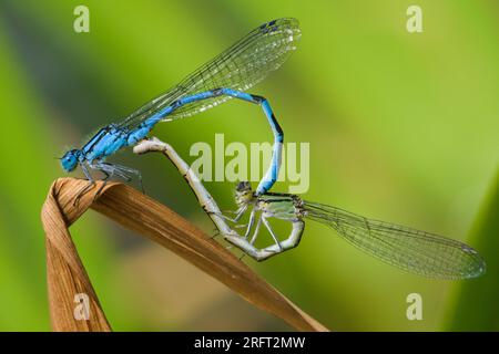 Coenagrion puella aka damselfly azur s'accouplant sur la feuille sèche au-dessus de l'étang. république tchèque nature. Mâle et femelle. Banque D'Images