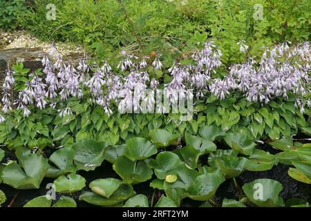 Hosta Pilgrim lavande fleurie quitte le jardin. Vue latérale haute résolution de jardinage à motif grand angle, texture de fond commerciale florissante. Banque D'Images