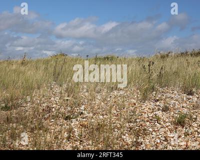 Gros plan du sommet d'une plage de galets avec de l'herbe indigène et des plantes vues contre un ciel bleu avec des nuages gris et blancs sur la côte sud du Royaume-Uni. Banque D'Images