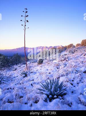 Plantes du siècle sur les contreforts des montagnes Mazatal, arizona central. Banque D'Images