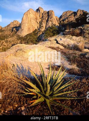 Century Plant et Pusch Ridge dans les montagnes de Santa Catalina, Arizona Banque D'Images