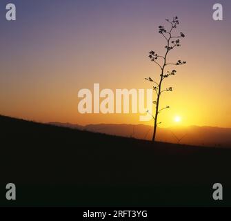 Century Plant se trouve seul au coucher du soleil dans les montagnes de Santa Catalina, Arizona Banque D'Images