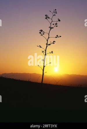 Century Plant se trouve seul au coucher du soleil dans les montagnes de Santa Catalina, Arizona Banque D'Images