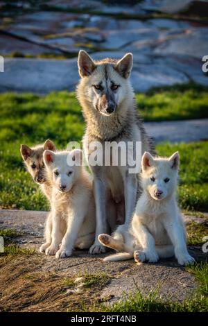 Chiots husky de traîneau groenlandais à Rodebay, village de Kitaa, Groenland Banque D'Images