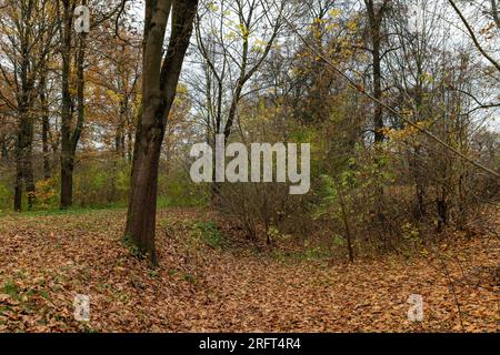 Feuillage d'automne sur les arbres pendant son changement de couleur, forêt Banque D'Images