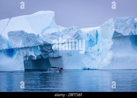 Baleines à bosse dans les eaux de Qeqertarsuup Tunua, baie de Disko, Groenland Banque D'Images