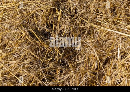 Paille jaune-dorée dans le champ après la récolte, la paille sèche après la récolte du grain de blé Banque D'Images