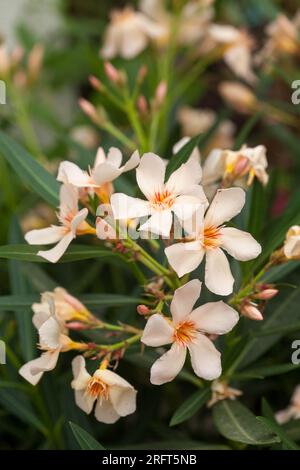 Fleurs de pêche fleuries OLEANDER ANGIOLO PUCCI Banque D'Images