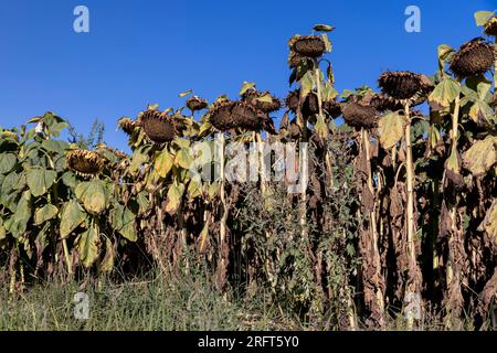 Champ de tournesol avec fleurs décolorées à la fin de l'été, champ d'automne avec fleurs de tournesol sèches endommagées Banque D'Images