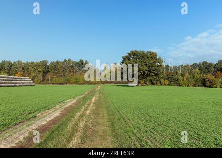 Changements dans le feuillage du chêne au début de l'automne, changements dans la couleur du feuillage d'un chêne poussant dans un champ avec de l'herbe verte Banque D'Images