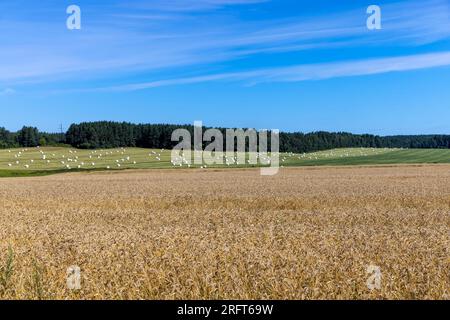 Champs de blé mûr, champ où le blé est cultivé en été Banque D'Images