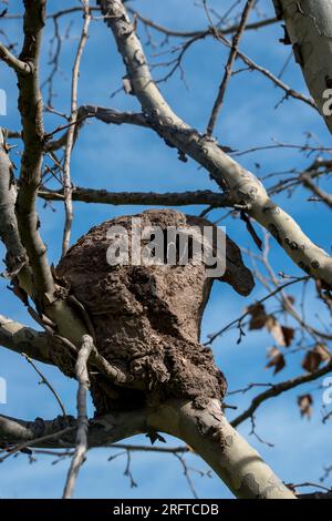 Hornero niche dans les branches d'un arbre. Furnarius rufus Banque D'Images