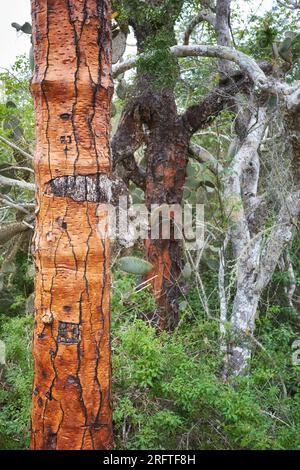 Gros plan du tronc géant d'opuntia (opuntia galapageia), mise au point sélective, îles Galapagos, Équateur. Banque D'Images