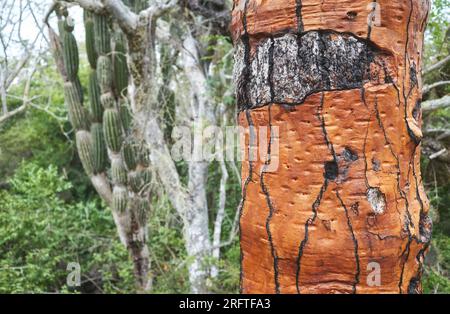 Gros plan du tronc géant d'opuntia (opuntia galapageia), mise au point sélective, îles Galapagos, Équateur. Banque D'Images