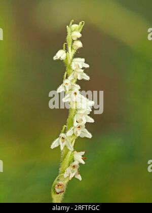 Petites fleurs blanches sur le pic de fleurs de Creeping Ladies Tresses (Goodyera repens) orchidée aka nain Rattlesnake plantain / Lesser Rattlesnake plantain aux États-Unis Banque D'Images