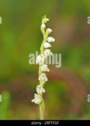 Petites fleurs blanches sur le pic de fleurs de Creeping Ladies Tresses (Goodyera repens) orchidée aka nain Rattlesnake plantain / Lesser Rattlesnake plantain aux États-Unis Banque D'Images