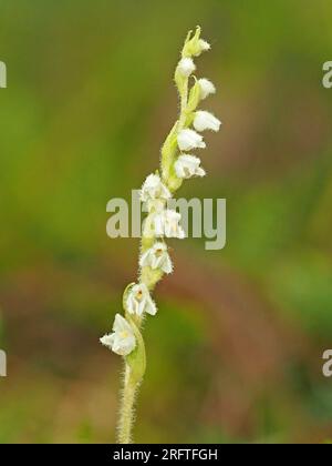 Petites fleurs blanches sur le pic de fleurs de Creeping Ladies Tresses (Goodyera repens) orchidée aka nain Rattlesnake plantain / Lesser Rattlesnake plantain aux États-Unis Banque D'Images