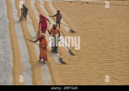 Le secteur de la riziculture au Bangladesh connaît une révolution. Ces dernières années au Bangladesh. Banque D'Images