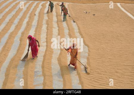 Le secteur de la riziculture au Bangladesh connaît une révolution. Ces dernières années au Bangladesh. Banque D'Images