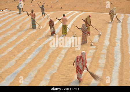 Le secteur de la riziculture au Bangladesh connaît une révolution. Ces dernières années au Bangladesh. Banque D'Images