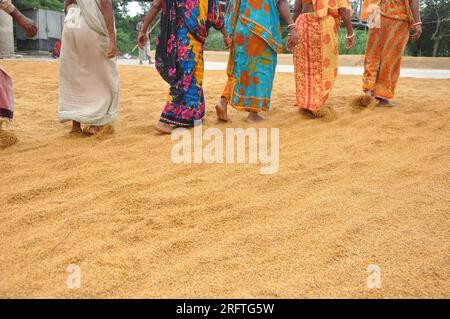 Le secteur de la riziculture au Bangladesh connaît une révolution. Ces dernières années au Bangladesh. Banque D'Images