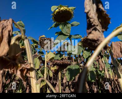 Champ de tournesol avec fleurs décolorées à la fin de l'été, champ d'automne avec fleurs de tournesol sèches endommagées Banque D'Images