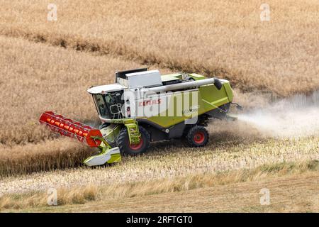 Une moissonneuse-batteuse Claas Lexion 630 récolte le colza dans un champ Banque D'Images