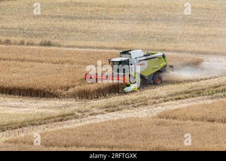 Une moissonneuse-batteuse Claas Lexion 630 récolte le colza dans un champ Banque D'Images