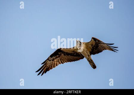 Osprey (Pandion haliaetus) volant sous un ciel bleu clair, horizontal Banque D'Images