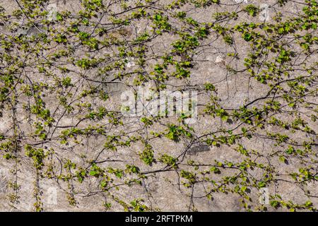 Des feuilles de lierre colorées grimpent sur un mur de briques rouges et abîmés, grunge texture fond Banque D'Images