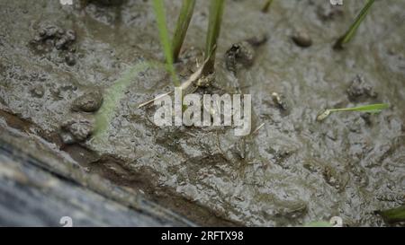 Nœud racine de nématode de riz Banque D'Images