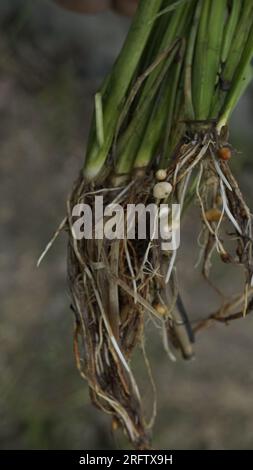 Nœud racine de nématode de riz Banque D'Images