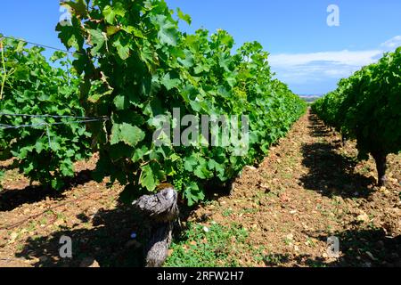 Vignobles de l'appellation Pouilly-fume, élaboration de vin blanc sec à partir de raisins sauvignon blanc poussant sur différents types de sols, France Banque D'Images