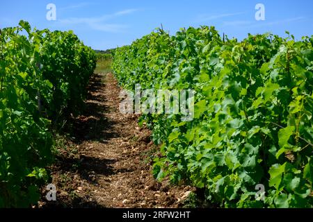 Vignobles de l'appellation Pouilly-fume, élaboration de vin blanc sec à partir de raisins sauvignon blanc poussant sur différents types de sols, France Banque D'Images