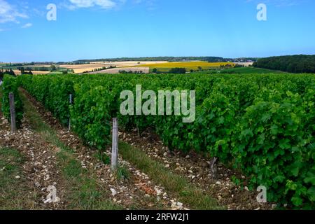 Vignobles de l'appellation Pouilly-fume, élaboration de vin blanc sec à partir de raisins sauvignon blanc poussant sur différents types de sols, France Banque D'Images