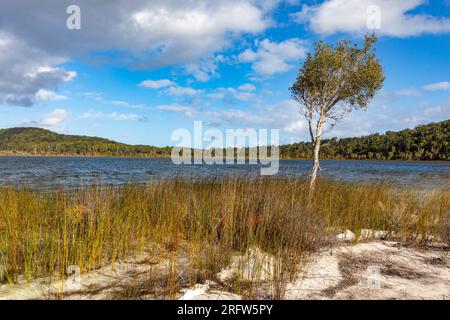 Lac Birrabeen sur Fraser Island Queensland, août 2023, un lac perché, Australie bleu ciel copyspace Banque D'Images