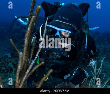 Un plongeur inspecte un corail gorgonien en détresse car les températures de la mer plus chaudes que la normale affectent la santé globale du système de récifs au large de Boynton Beach, Floride, le samedi 5 août 2023. Les températures de l'eau dans certaines parties du sud de la Floride ont été mesurées à plus de 100 degrés. Photo de Joe Marino/UPI crédit : UPI/Alamy Live News Banque D'Images