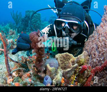 Un plongeur inspecte la croissance des algues car les températures de la mer plus chaudes que la normale affectent la santé globale du système récifal au large de Boynton Beach, Floride, le samedi 5 août 2023. Les températures de l'eau dans certaines parties du sud de la Floride ont été mesurées à plus de 100 degrés. Photo de Joe Marino/UPI crédit : UPI/Alamy Live News Banque D'Images