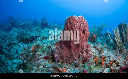 Un corail éponge se trouve dans un lit de récif mourant car les températures de la mer plus chaudes que la normale affectent la santé globale du système récifal au large de Boynton Beach, Floride, le samedi 5 août 2023. Les températures de l'eau dans certaines parties du sud de la Floride ont été mesurées à plus de 100 degrés. Photo de Joe Marino/UPI crédit : UPI/Alamy Live News Banque D'Images