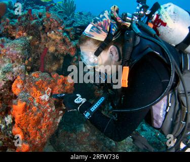 Un plongeur montre une zone de corail en détresse car les températures de la mer plus chaudes que la normale affectent la santé globale du système récifal au large de Boynton Beach, Floride, le samedi 5 août 2023. Les températures de l'eau dans certaines parties du sud de la Floride ont été mesurées à plus de 100 degrés. Photo de Joe Marino/UPI crédit : UPI/Alamy Live News Banque D'Images