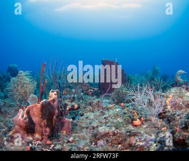 Un corail spongieux au loin se trouve presque seul dans un lit de récif mourant car les températures de la mer plus chaudes que la normale affectent la santé globale du système récifal au large de Boynton Beach, Floride, le samedi 5 août 2023. Les températures de l'eau dans certaines parties du sud de la Floride ont été mesurées à plus de 100 degrés. Photo de Joe Marino/UPI crédit : UPI/Alamy Live News Banque D'Images