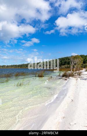 Lac Birrabeen perché lac Fraser Island K'gari ciel bleu jour d'hiver, Queensland, Australie Banque D'Images