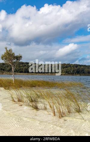 Lac Birrabeen perché lac Fraser Island K'gari ciel bleu jour d'hiver, Queensland, Australie Banque D'Images