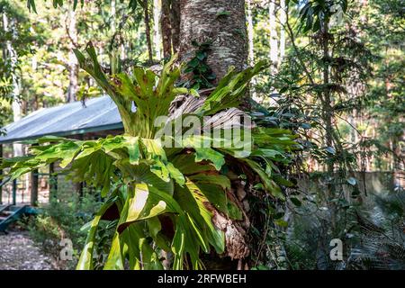 Forêt tropicale australienne sur l'île Fraser, fougère staghorn Platycerium poussant sur un arbre, Queensland, Australie Banque D'Images