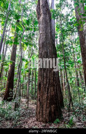 Fraser Island et d'anciens arbres feuillus géants Satinay (Syncarpia hilii) dans la forêt tropicale pile Valley, K'gari, Queensland, Australie Banque D'Images