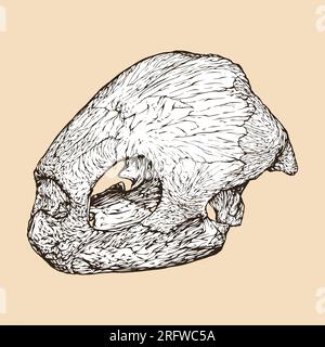illustration vectorielle de tête de crâne de tortue de mer luth Illustration de Vecteur