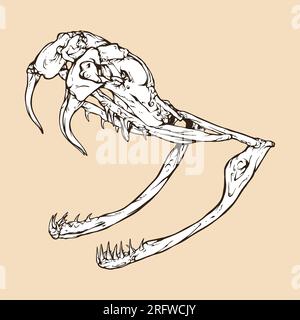 illustration vectorielle de tête de crâne de serpent à sonnette diamondback occidental Illustration de Vecteur
