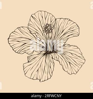 Illustration vectorielle de fleur d'hibiscus avec dessin au trait Illustration de Vecteur