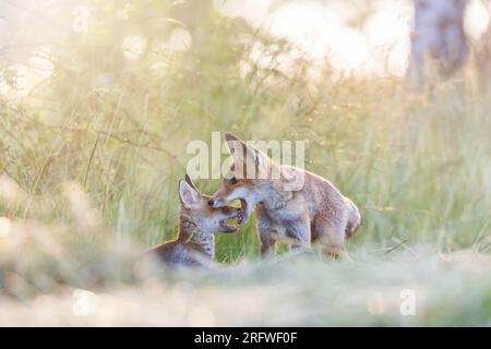 Paire de mignons renard oursons joue dans le champ à la lumière du soleil. Horizontalement. Banque D'Images
