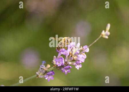 L'abeille de miel pollinise la fleur de lavande violette closeup. Horizontalement. Banque D'Images